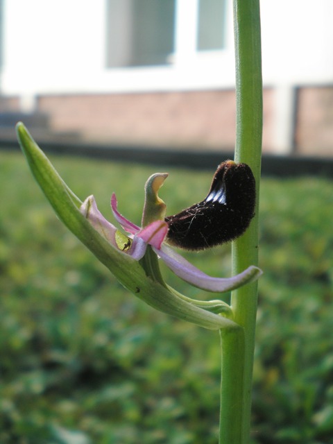 Ophrys bertolonii Moretti